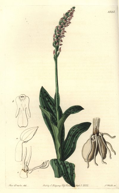 Orchidee neotine - Tætblomstret orkidé, Neotinea maculata (One-size aceras, Aceras secundiflora). Håndfarvet kobberstik af S. Watts efter en illustration af Miss Sarah Drake fra Sydenham Edwards