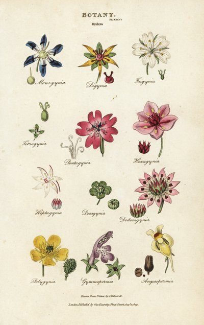 Ordener af blomster: Monogynia, Digynia, Trigynia, Pentagynia osv. Håndfarvet kobberstik efter Sydenham Edwards fra John Mason Good