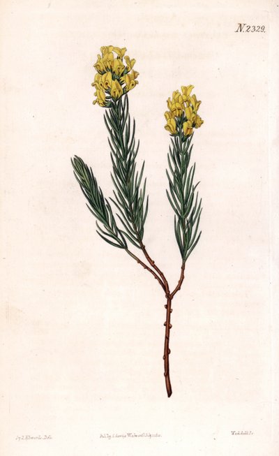 Oval pigget aspalathus, Aspalathus callosa. Håndfarvet kobberstik af Weddell efter en illustration af Sydenham Edwards fra Samuel Curtis