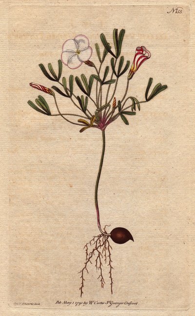 Oxalis (lille syre) har hvide stribede blomster og slikrosa, hjemmehørende i Afrika. Stribet blomstret træsyre med lyserøde slikstribede hvide blomster. En indfødt i Afrika. Oxalis versicolor. Håndfarvet kobberstik fra en botanisk illustration af af Sydenham Teast Edwards