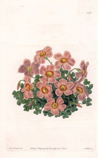 Oxalis Variete - Plade indgraveret af S.Watts, fra en illustration af Sarah Anne Drake (1803-1857), fra Botanical Register of Sydenham Edwards (1768-1819), England af Sydenham Teast Edwards