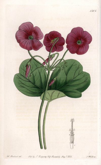 Oxalis de Bowie - Plade graveret af S.Watts, fra en illustration af Sarah Anne Drake (1803-1857), fra Botanical Register of Sydenham Edwards (1768-1819), England af Sydenham Teast Edwards