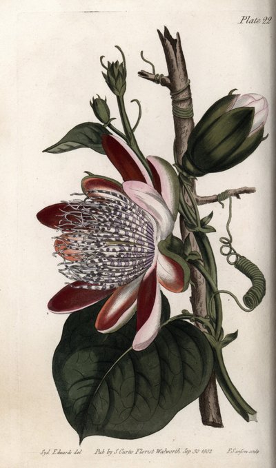Passionsblomst, knop og blomst. Farvet kobberstik, illustration af Sydenham Edwards (1768-1819) til Conferences of Botanical, Botanical Garden of Lambeth (England) af Sydenham Teast Edwards