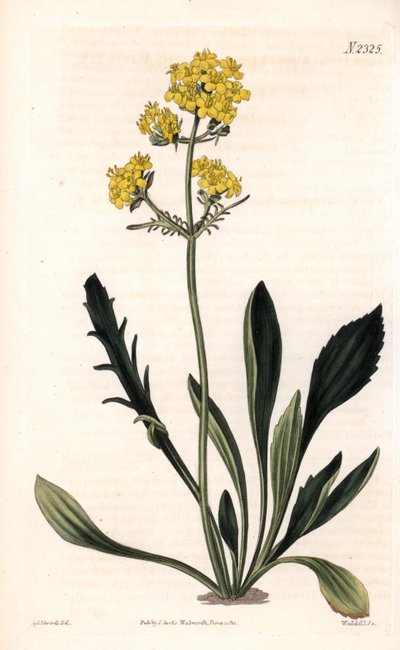 Patrinia sibirica (Altaisk baldrian, Valeriana ruthenica). Håndfarvet kobberstik af Weddell efter en illustration af Sydenham Edwards fra Samuel Curtis