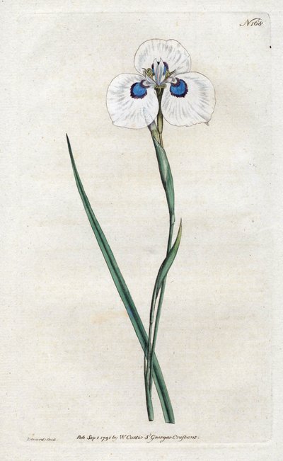 Peacock Iris - Litografi af Sydenham Edwards (1768-1819), plade fra William Curtis