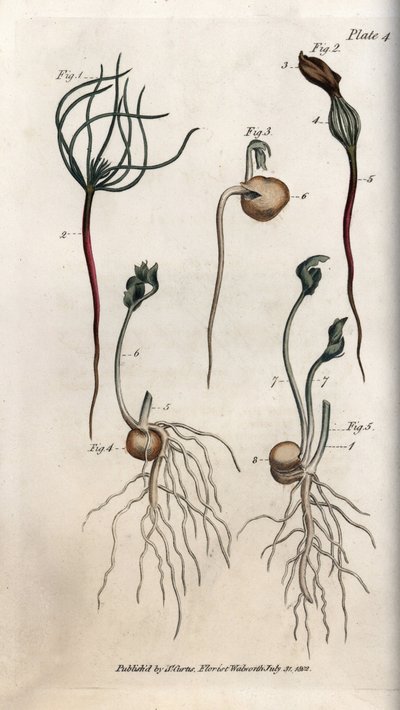 Ærter, bælgfrugtfrø har forskellige spiringsstadier. Farvet kobberstik, illustration af Sydenham Edwards (1768-1819) til Conferences of Botanical, Botanical Garden of Lambeth (England) af Sydenham Teast Edwards