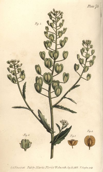 Pennycress, Thlaspi arvense, Siliculosa. Håndfarvet kobberstik af F. Sansom af en botanisk illustration af Sydenham Edwards til William Curtis