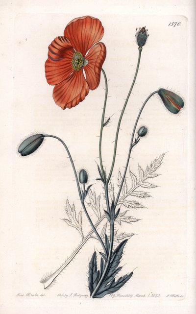 Persian Poppy Variete - indgraveret af S.Watts, fra en illustration af Sarah Anne Drake (1803-1857), fra det botaniske register i Sydenham Edwards (1768-1819), England af Sydenham Teast Edwards