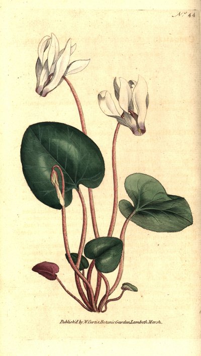 Persisk cyclamen eller cyclamen blomsterhandlere - Persisk cyclamen, Cyclamen persicum. Håndfarvet kobberstik efter en botanisk illustration af James Sowerby fra William Curtis