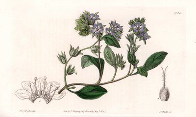Phacelia, endemisk i Californien - Indgraveret af S.Watts, fra en illustration af Sarah Anne Drake (1803-1857), fra Botanical Register of Sydenham Edwards (1768-1819), England af Sydenham Teast Edwards