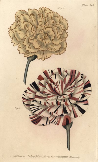 Picotee nellike 1 og scarlet bizard nellike 2. Håndfarvet kobberstik af F. Sansom af en botanisk illustration af Sydenham Edwards til William Curtis