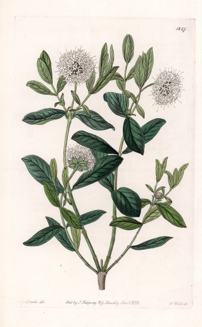 Pimelea Variete - Plade graveret af S.Watts, fra en illustration af Sarah Anne Drake (1803-1857), fra Botanical Register of Sydenham Edwards (1768-1819), England af Sydenham Teast Edwards
