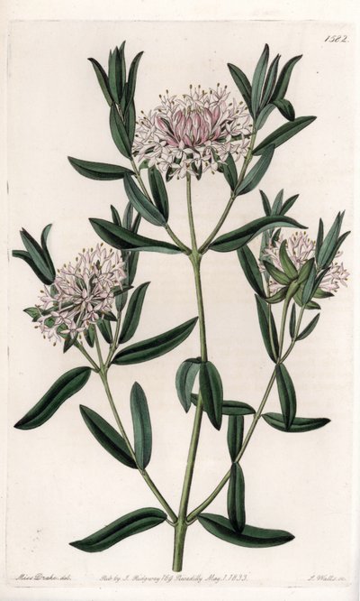 Pimelea sylvestris, hjemmehørende i Australien - graveret af S.Watts, fra en illustration af Sarah Anne Drake (1803-1857), fra det botaniske register i Sydenham Edwards (1768-1819), England af Sydenham Teast Edwards