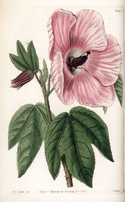 Pink Hibiscus - Plade graveret af S.Watts, fra en illustration af Sarah Anne Drake (1803-1857), fra Botanical Register of Sydenham Edwards (1768-1819), England af Sydenham Teast Edwards