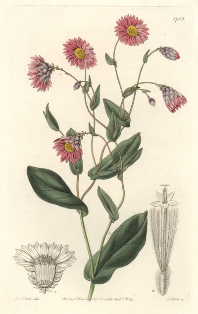Pink rhodanthe, hjemmehørende i Australien - S. Watts stærkt vand fra en illustration af Sarah Anne Drake (1803-1857), fra det botaniske register af Sydenham Teast Edwards