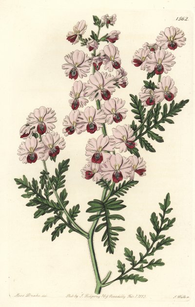 Fattigmands-orkidé, Pinnat schizanthus dværgsort, Schizanthus pinnatus humilis. Håndfarvet kobberstik af S. Watts efter en illustration af Miss Sarah Drake fra Sydenham Edwards