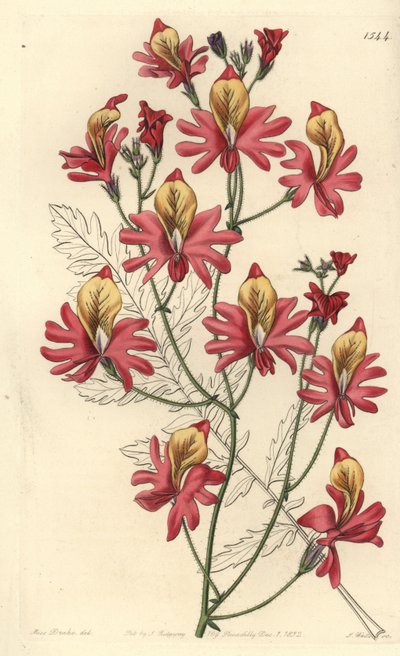 Fattigmandsorkidé, Schizanthus grahamii (Blunt-bladed schizanthus, Schizanthus retusus). Håndfarvet kobberstik af S. Watts efter en illustration af Miss Sarah Drake fra Sydenham Edwards