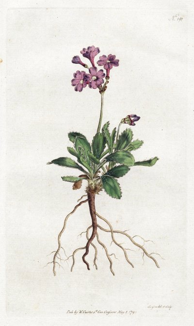Primevere marginee - Litografi af Sydenham Edwards (1768-1819), plade fra William Curtis