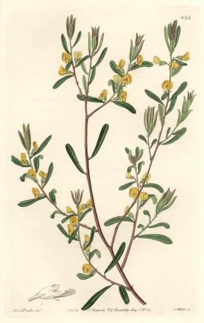 Pultanea flexilis, hjemmehørende i Australien - S. Watts stærkt vand fra en illustration af Sarah Anne Drake (1803-1857), fra det botaniske register af Sydenham Teast Edwards