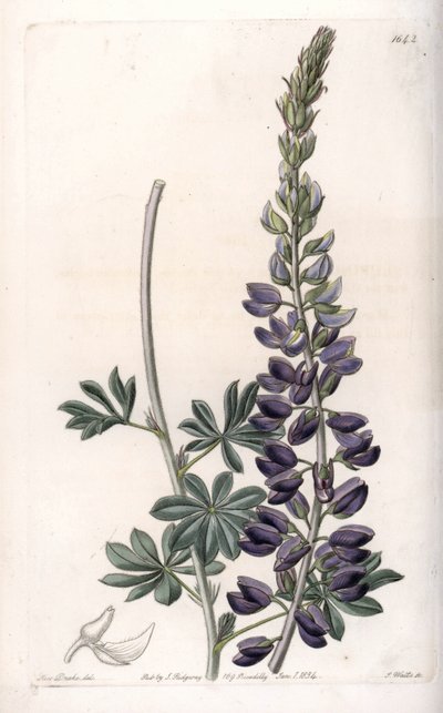 Purple Lupine Variete - Graveret af S.Watts, efter en illustration af Sarah Anne Drake (1803-1857), fra Sydenham Edwards