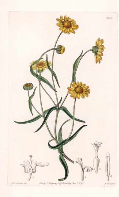 Queen Daisy of California - graveret af S.Watts, fra en illustration af Sarah Anne Drake (1803-1857), fra det botaniske register i Sydenham Edwards (1768-1819), England af Sydenham Teast Edwards