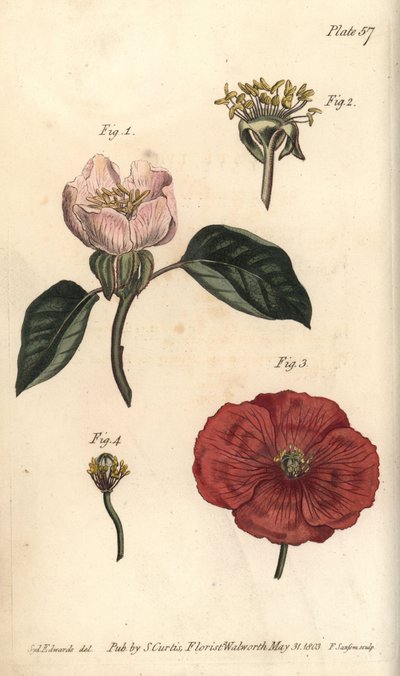 Kvædeblomst, Cydonia oblonga, Icosandria af Sydenham Teast Edwards
