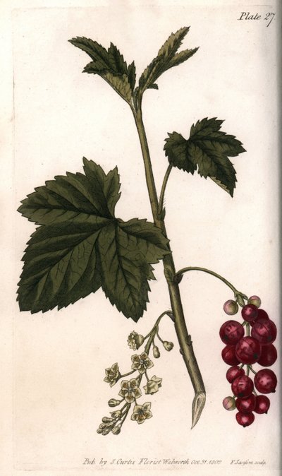 Ribs. Farvet kobberstik, illustration af Sydenham Edwards (1768-1819) til Conferences of Botanical, Botanical Garden of Lambeth (England) af Sydenham Teast Edwards