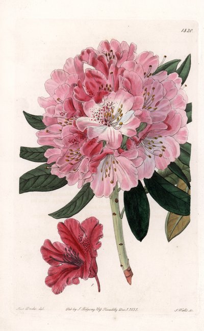 Rhododendron Hybrid Variete - Graveret af S.Watts, efter en illustration af Sarah Anne Drake (1803-1857), fra Sydenham Edwards