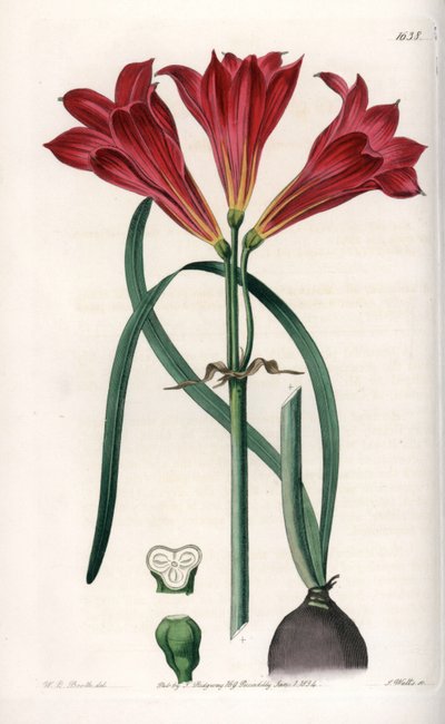 Rodophiale bifide - Indgraveret tavle af S.Watts, baseret på en illustration af Sarah Anne Drake (1803-1857), fra Botanical Register of Sydenham Edwards (1768-1819), England af Sydenham Teast Edwards