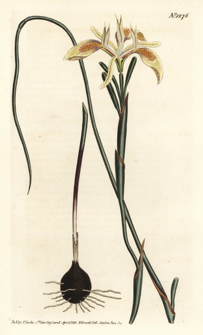 Valset-bladet moraea, Moraea angusta. Håndfarvet kobberstik af F. Sansom Jr. efter en illustration af Sydenham Edwards fra William Curtis
