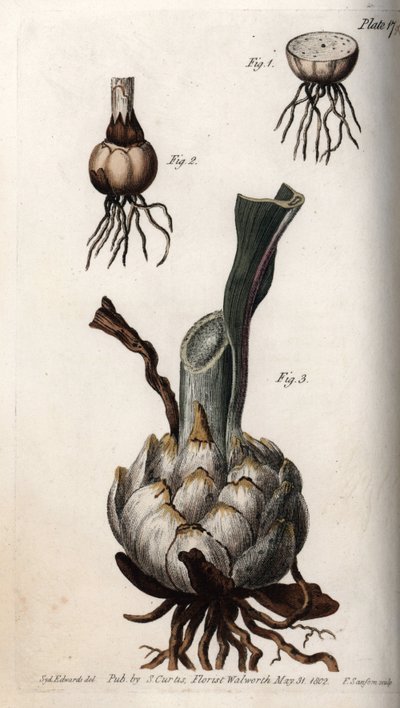 Rod og løg af liljer. Farvet kobberstik, illustration af Sydenham Edwards (1768-1819) til Conferences of Botanical, Botanical Garden of Lambeth (England) af Sydenham Teast Edwards