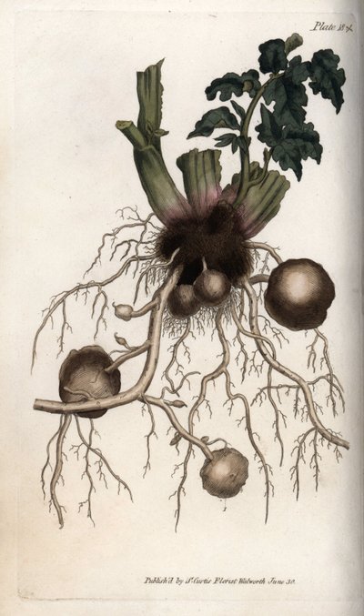 Rødder og knolde af en læggekartoffel. Farvet kobberstik, illustration af Sydenham Edwards (1768-1819) til Conferences of Botanical, Botanical Garden of Lambeth (England) af Sydenham Teast Edwards