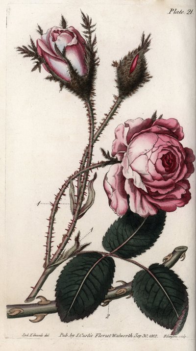 Rose, rose blomst hundrede blade. Farvet kobberstik, illustration af Sydenham Edwards (1768-1819) til Conferences of Botanical, Botanical Garden of Lambeth (England) af Sydenham Teast Edwards