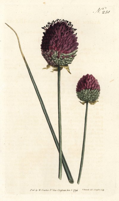 Rundhovedet hvidløg, Allium sphaerocephalon (lillahovedet hvidløg, Allium descendens). Håndfarvet kobberstik af Sansom efter en illustration af Sydenham Edwards fra William Curtis