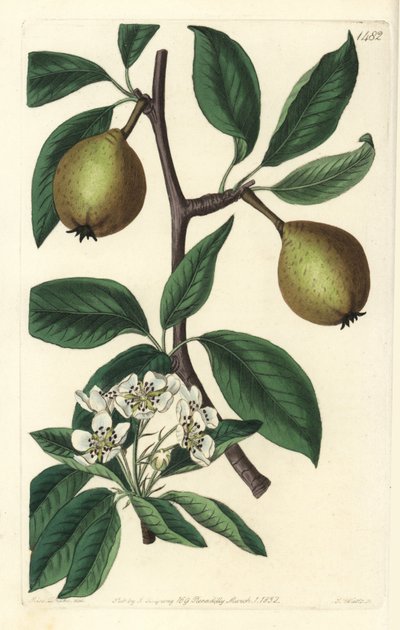 Salviebladspære - salviebladspære, Pyrus salviifolia (Pyrus salvifolia). Håndfarvet kobberstik af S. Watts efter en illustration af Sarah Drake fra Sydenham Edwards