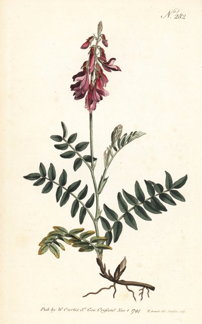 Sainfoin des Alpes - Alpine sainfoin, Hedysarum hedysaroides (krybende rodfæstet hedysarum obscurum) - Håndfarvet kobberstik af Sansom efter en illustration af Sydenham Edwards fra William Curtis