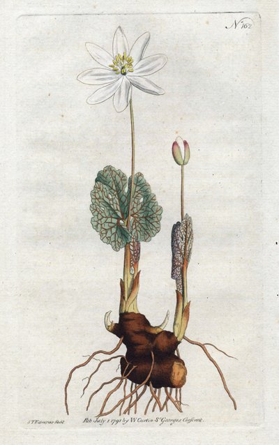 Sanguinaire du Canada - Litografi af Sydenham Edwards (1768-1819), plade fra William Curtis