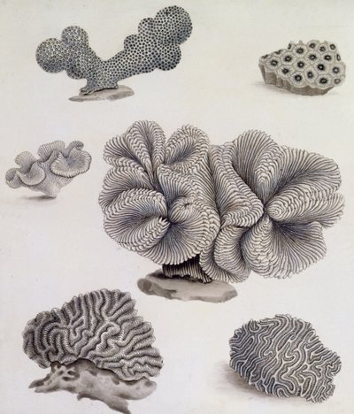 Skaller og marineflora (blyant, pen, blæk og akvarel) (se også 351985, 351986 og 351987) af Sydenham Teast Edwards