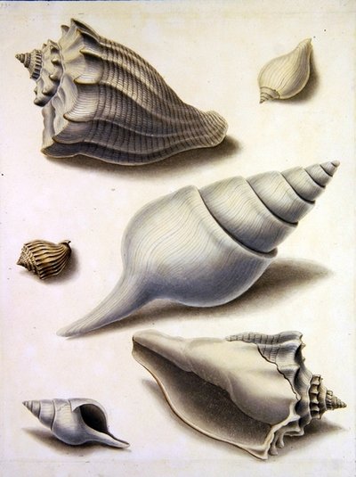 Skaller og marineflora (blyant, kuglepen, blæk og akvarel på papir) (se også 351984, 351985 og 351987) af Sydenham Teast Edwards