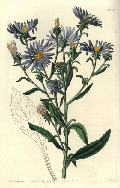 Skøn aster, Aster spectabilis. Håndfarvet kobberstik af S. Watts efter en illustration af Miss Sarah Drake fra Sydenham Edwards