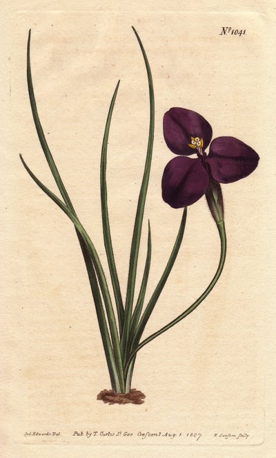 Silkeblød patersonia med mørk lilla blomst. Opkaldt efter oberst Paterson, som studerede australsk flora. Silkeblød patersonia med mørk lilla blomst. En indfødt i Australien. Opkaldt efter oberst Paterson, assisterende guvernør i New South Wales. Patersoni af Sydenham Teast Edwards
