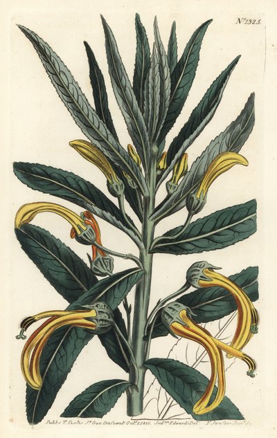Siphocampylus giganteus, truet (Gigantisk lobelia, Lobelia gigantea). Håndfarvet kobberstik af F. Sansom Jr. efter en illustration af Sydenham Edwards fra William Curtis