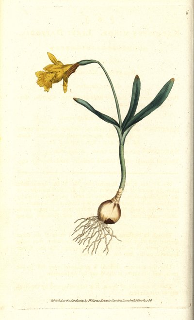 Lille narcissus - Mindst påskelilje, Narcissus pseudonarcissus subsp. mindre (Narcissus minor). Håndfarvet kobberstik efter en botanisk illustration af James Sowerby fra William Curtis
