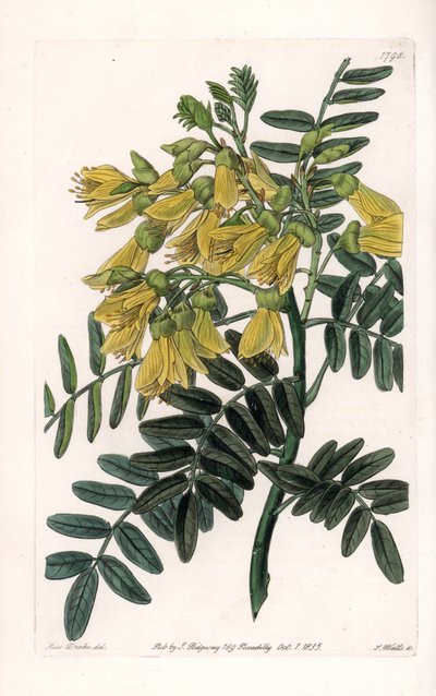 Sydamerikansk sophora variete - graveret af S.Watts, fra en illustration af Sarah Anne Drake (1803-1857), fra Botanical Register of Sydenham Edwards (1768-1819), England af Sydenham Teast Edwards