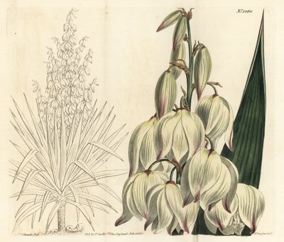 Spansk dolk eller fremragende Adams nål, Yucca gloriosa. Håndfarvet kobberstik af F. Sansom Jr. efter en illustration af Sydenham Edwards fra William Curtis