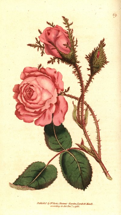 Mousserende rose (mousserende rose) - Pink mos, Rosa centifolia f. muscosa (Rosa muscosa). Håndfarvet kobberstik efter en botanisk illustration fra William Curtis