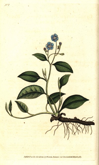 Spring Omphalodes eller Printaniere Little Borage - Krybende navleurt, Omphalodes verna (blå navleurt, Cynoglossum omphalodes). Håndfarvet kobberstik efter en botanisk illustration af James Sowerby fra William Curtis