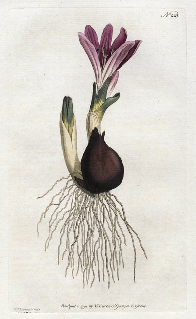 Spring bulbocode eller campanette - Litografi af Sydenham Edwards (1768-1819), fra William Curtis