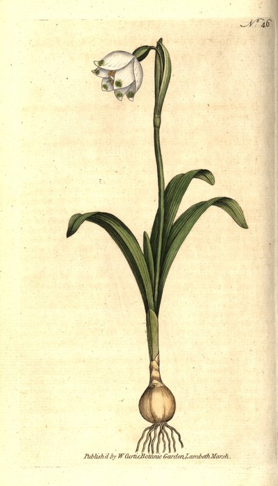 Spring level eller Claudinette - Spring snefnug, Leucojum vernum. Håndfarvet kobberstik efter en botanisk illustration af James Sowerby fra William Curtis