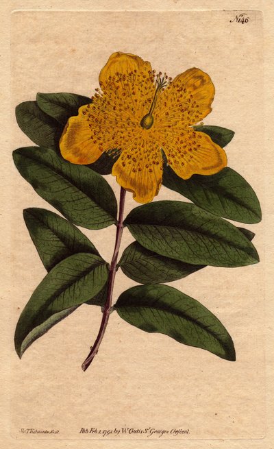Perikon med brede gule blomster. Storblomstret perikon med gule blomster. Hypericum calycinum. Håndfarvet kobberstik fra en botanisk illustration af Sydenham Edwards fra William Curtis